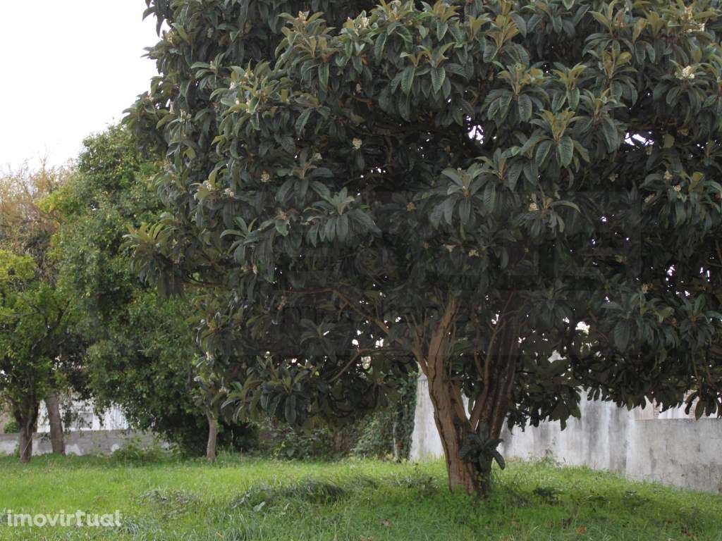 Terreno para venda junto á Escola Secundaria de Estarreja - Grande imagem: 2/14