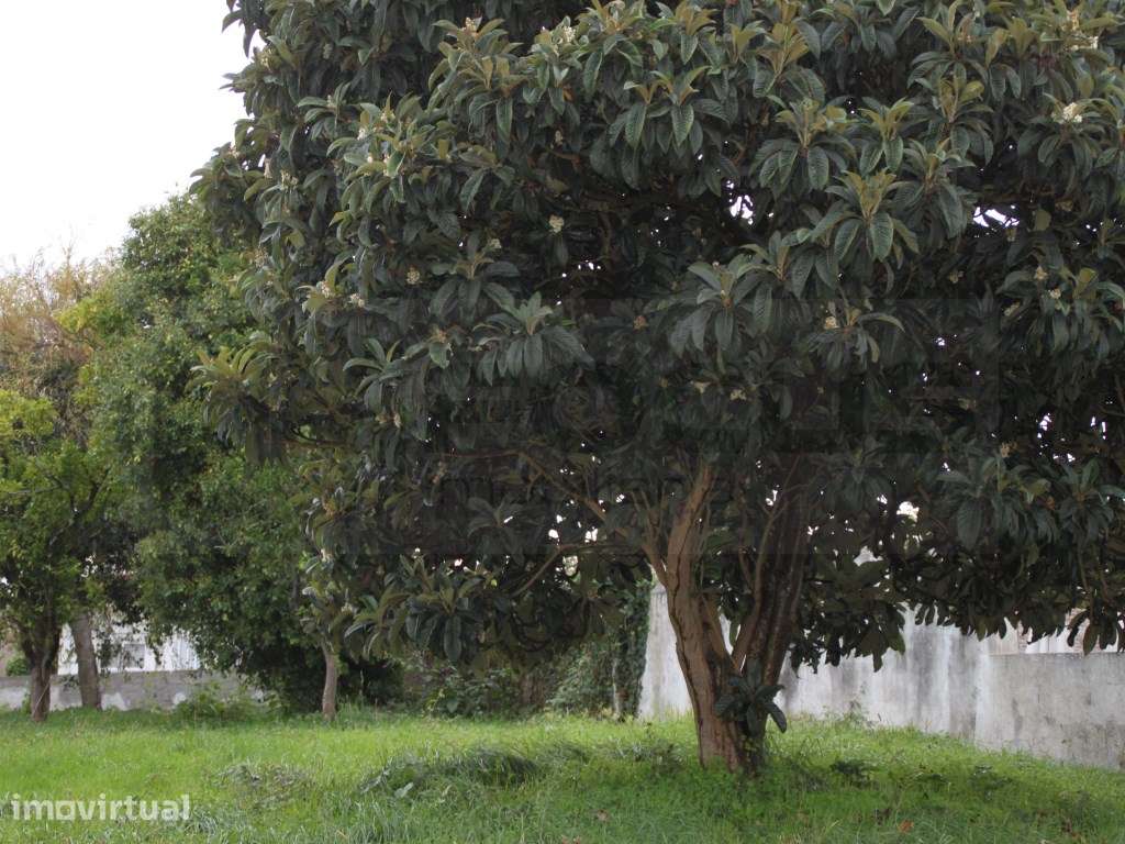 Terreno para venda junto á Escola Secundaria de Estarreja - Grande imagem: 2/14