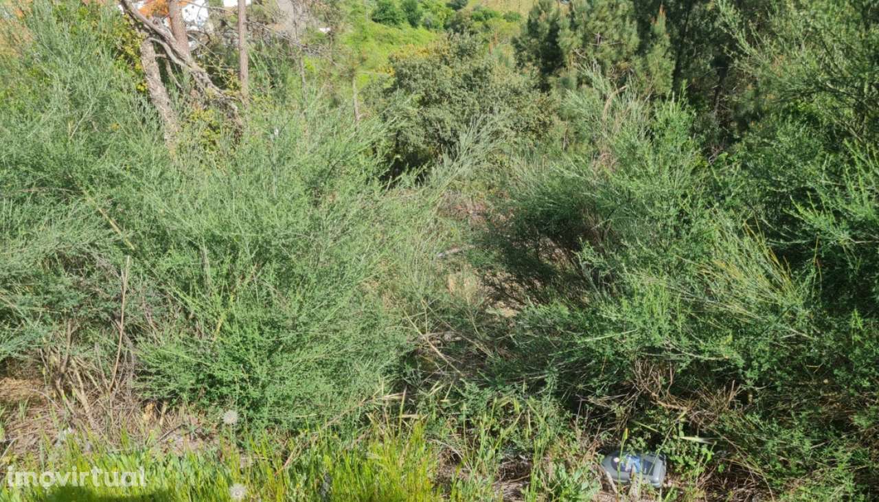 Venda Terreno, Gestaçô, Baião - Grande imagem: 5/32