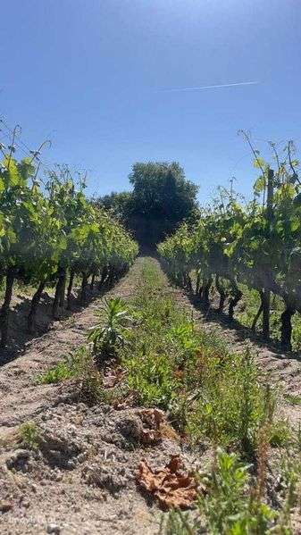 VENDE-SE Terreno rústico 9.230 m²  (vinha na REGIÃO DEMARCADA DO DÃO) - Grande imagem: 3/6