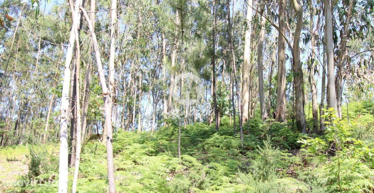 Terreno rústico com 1500m2 em S. Cosme, Famalicão - Grande imagem: 2/5