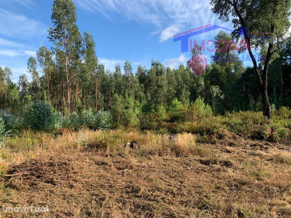 Terreno de eucaliptal na freguesia de Vila Facaia - Grande imagem: 3/4