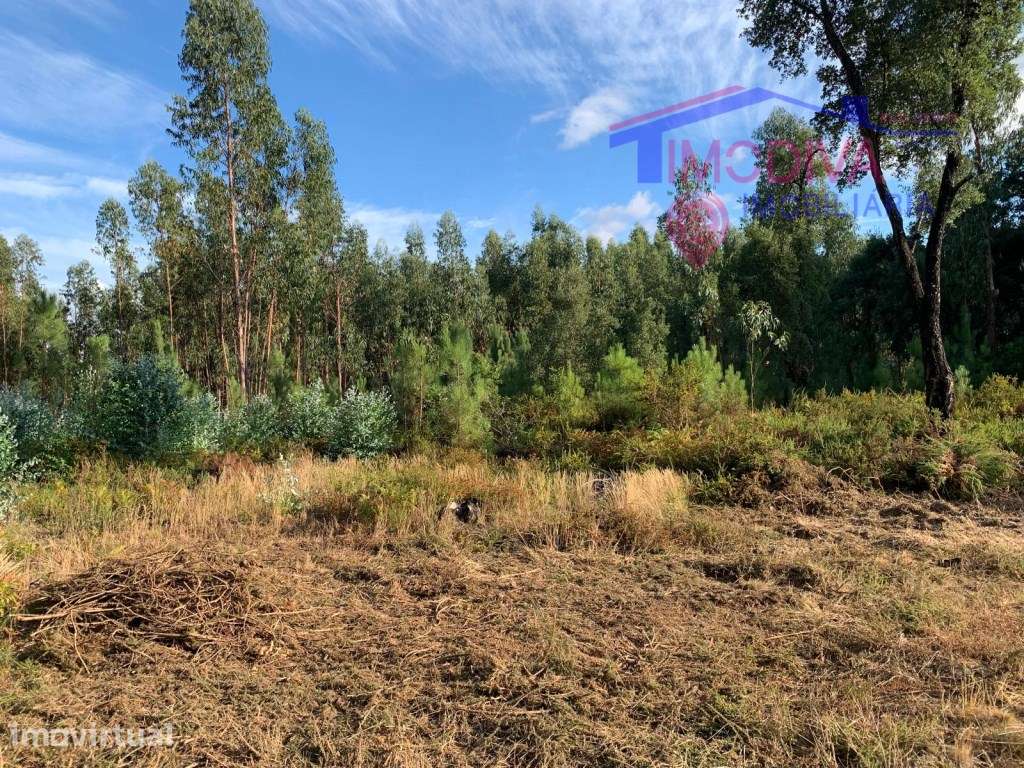Terreno de eucaliptal na freguesia de Vila Facaia - Grande imagem: 3/4