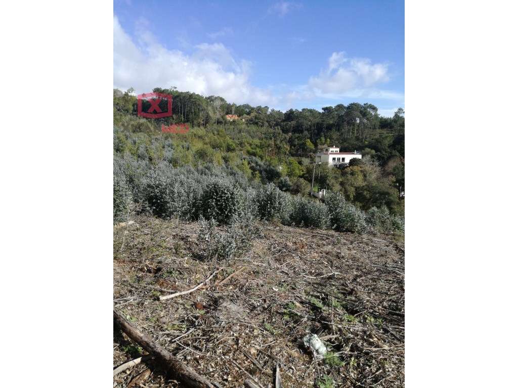 Vale de Lobos - Grande imagem: 5/16