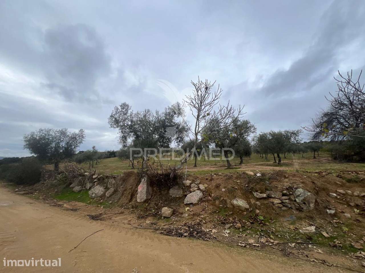 Terreno em Morais com olival e terreno para cultivo - Grande imagem: 4/13