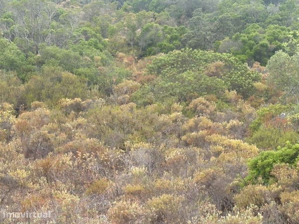Terreno Agrícola de 10.900 m² entre Salir e Tôr, Algarve - Grande imagem: 4/16