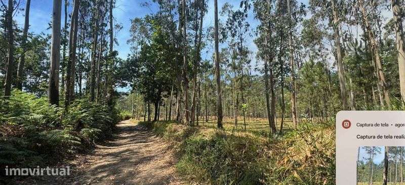 Terreno florestal 5.453 m² – Terroso | Póvoa de Varzim - Grande imagem: 3/12