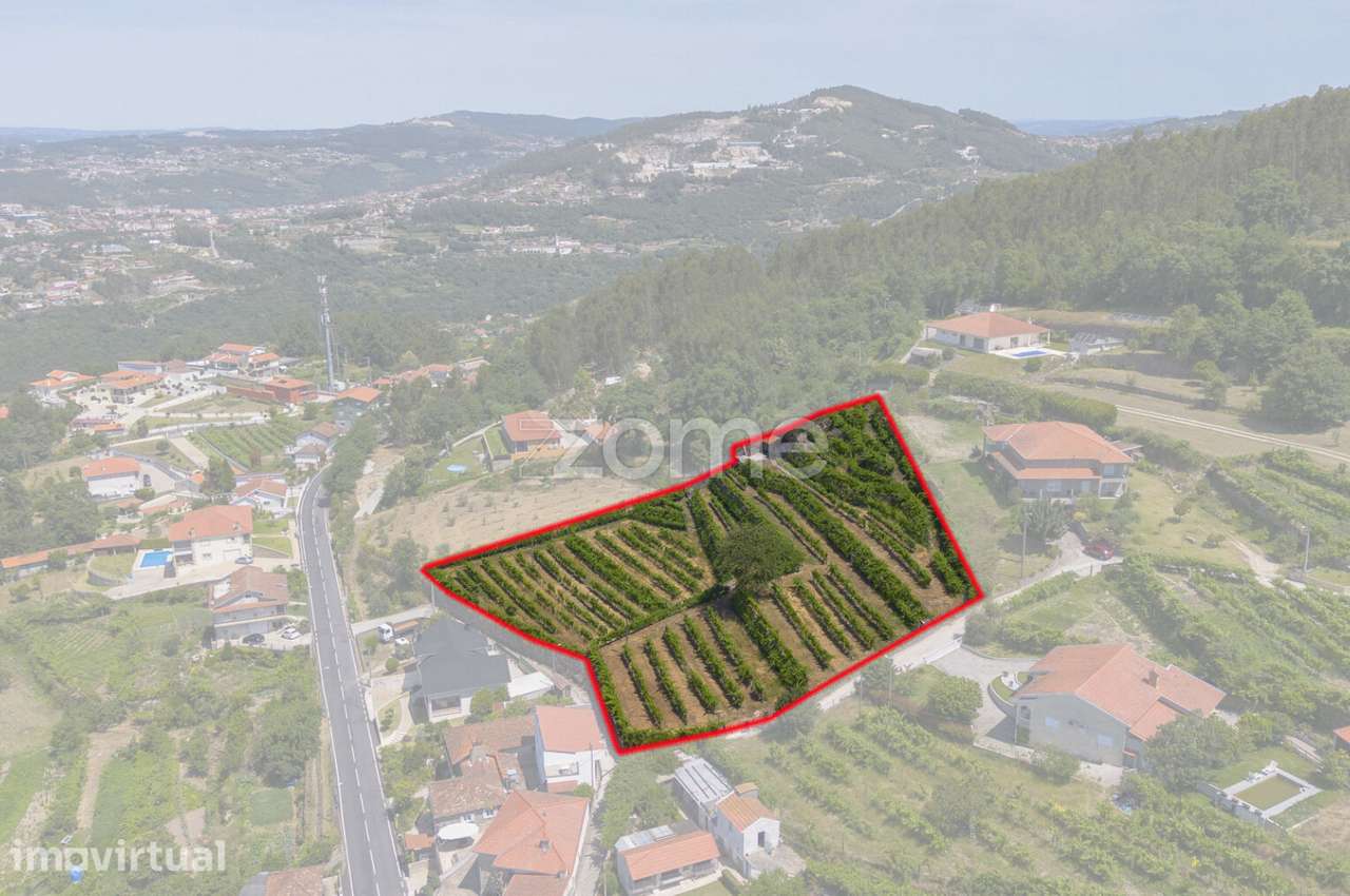 Quinta de Cortinhas | Vinha, Água e Potencial Turístico - Grande imagem: 2/15