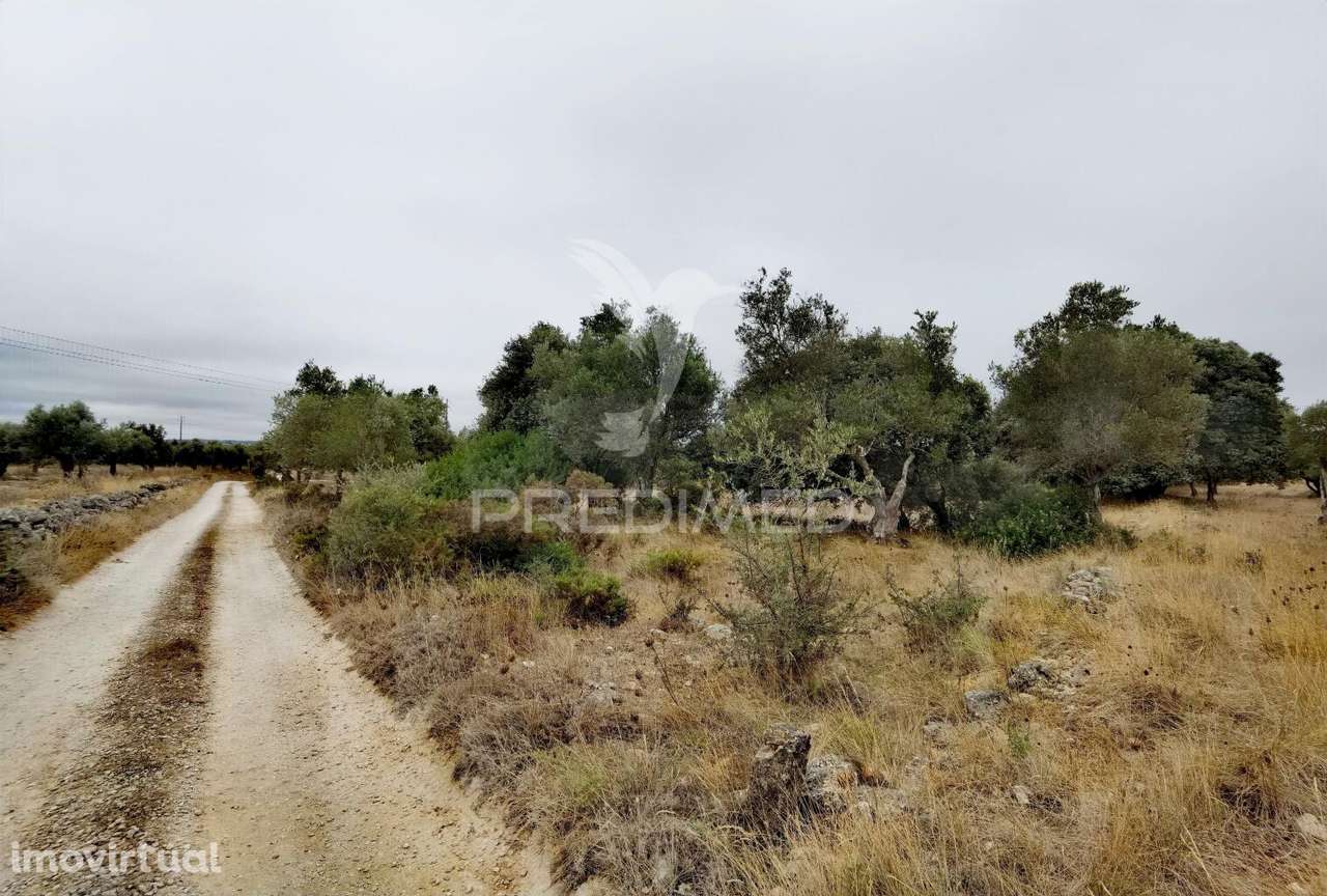 Terreno rústico em Alto da Chã - Alcanena! - Grande imagem: 3/21