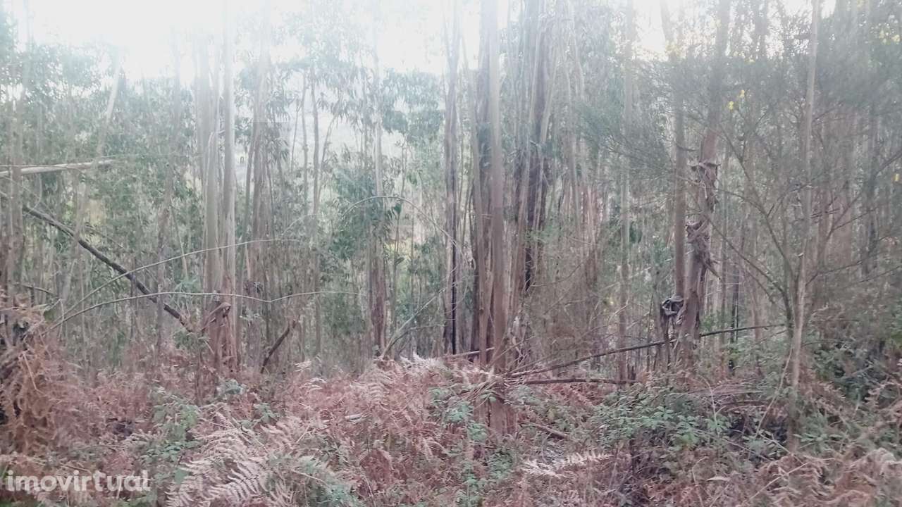 Ruína para Recuperar com Terrenos – Casal Agostinho Alves, Alvaiázere - Grande imagem: 2/6