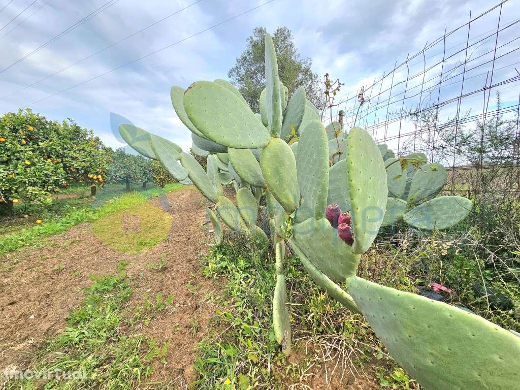 Terreno com pomar e alfaias!
Grande oportunidade de adquirir esta ... - Grande imagem: 5/16