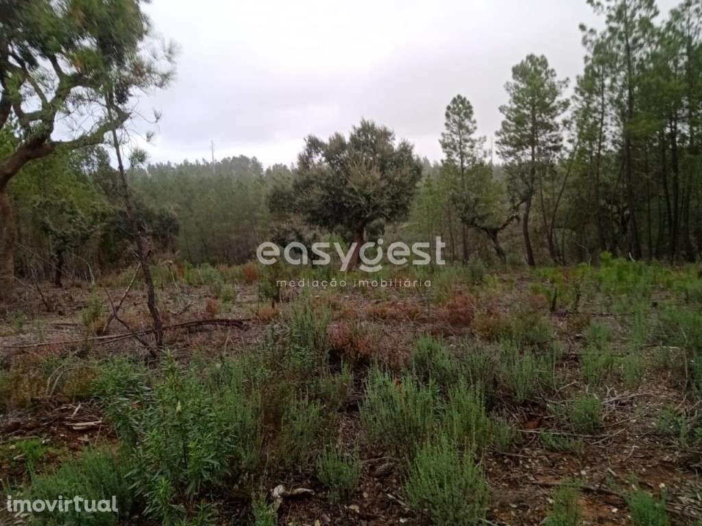 Terreno Rústico em Benquerenças junto a percurso de Trail - Grande imagem: 4/14