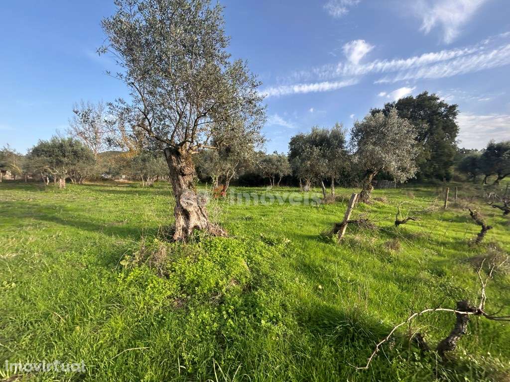 Terreno rústico 3 poços - Cardelas, Tomar - Grande imagem: 5/33