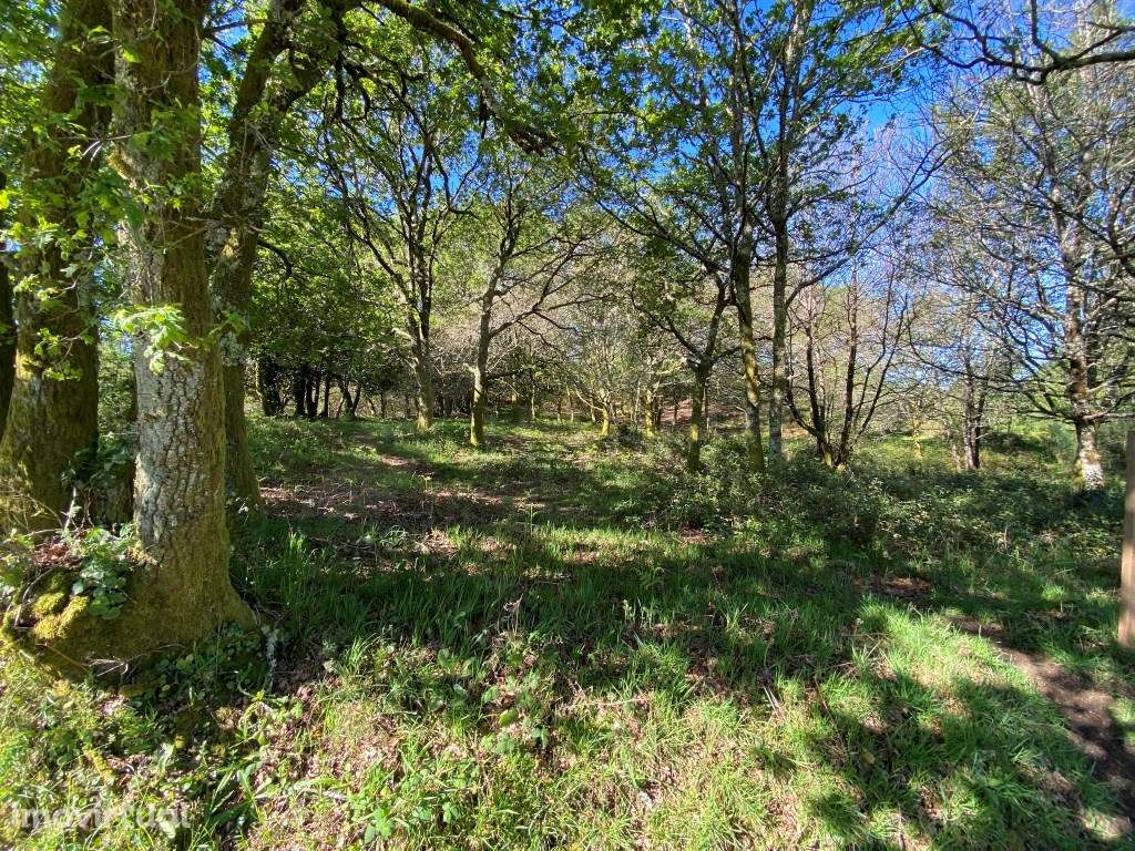 Terreno com Carvalhos - Grande imagem: 2/8