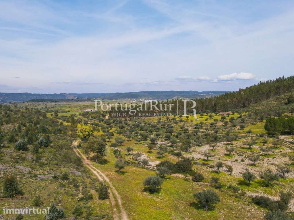 Herdade de 47,7ha com eucaliptal - Grande imagem: 2/32