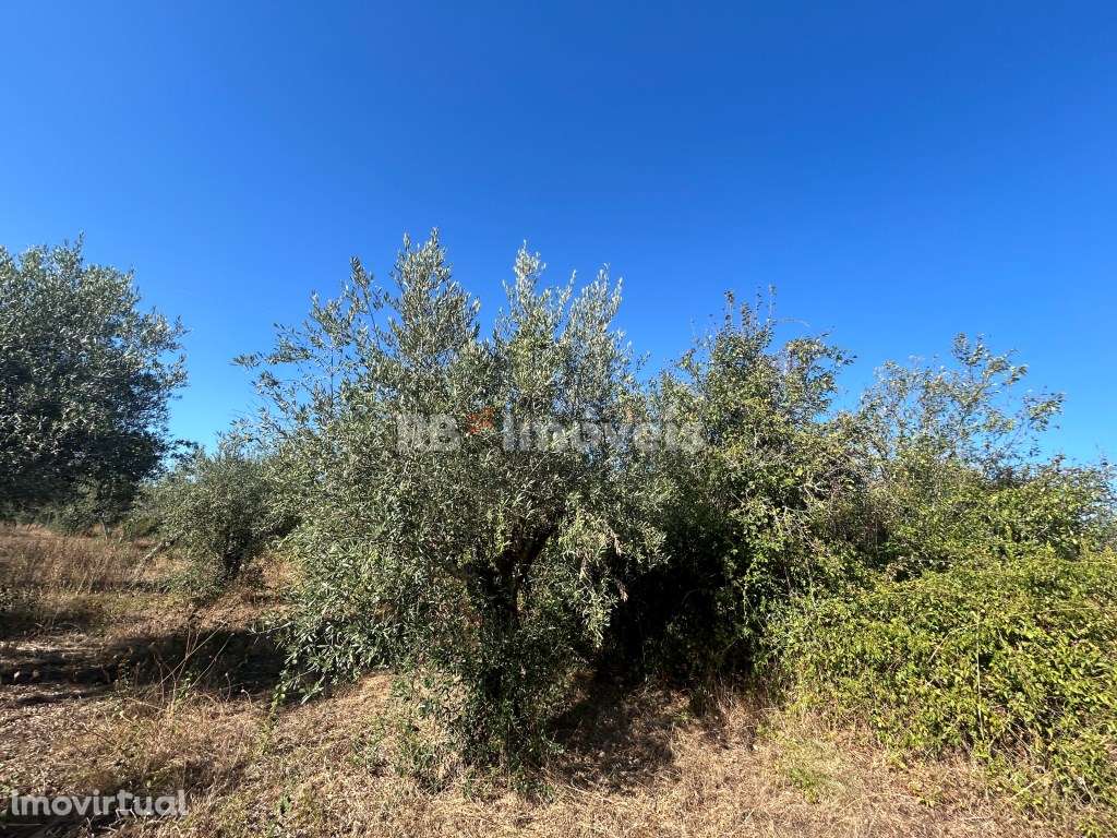 4 Terrenos Rústicos - Fonte D. João, Tomar - Grande imagem: 5/38