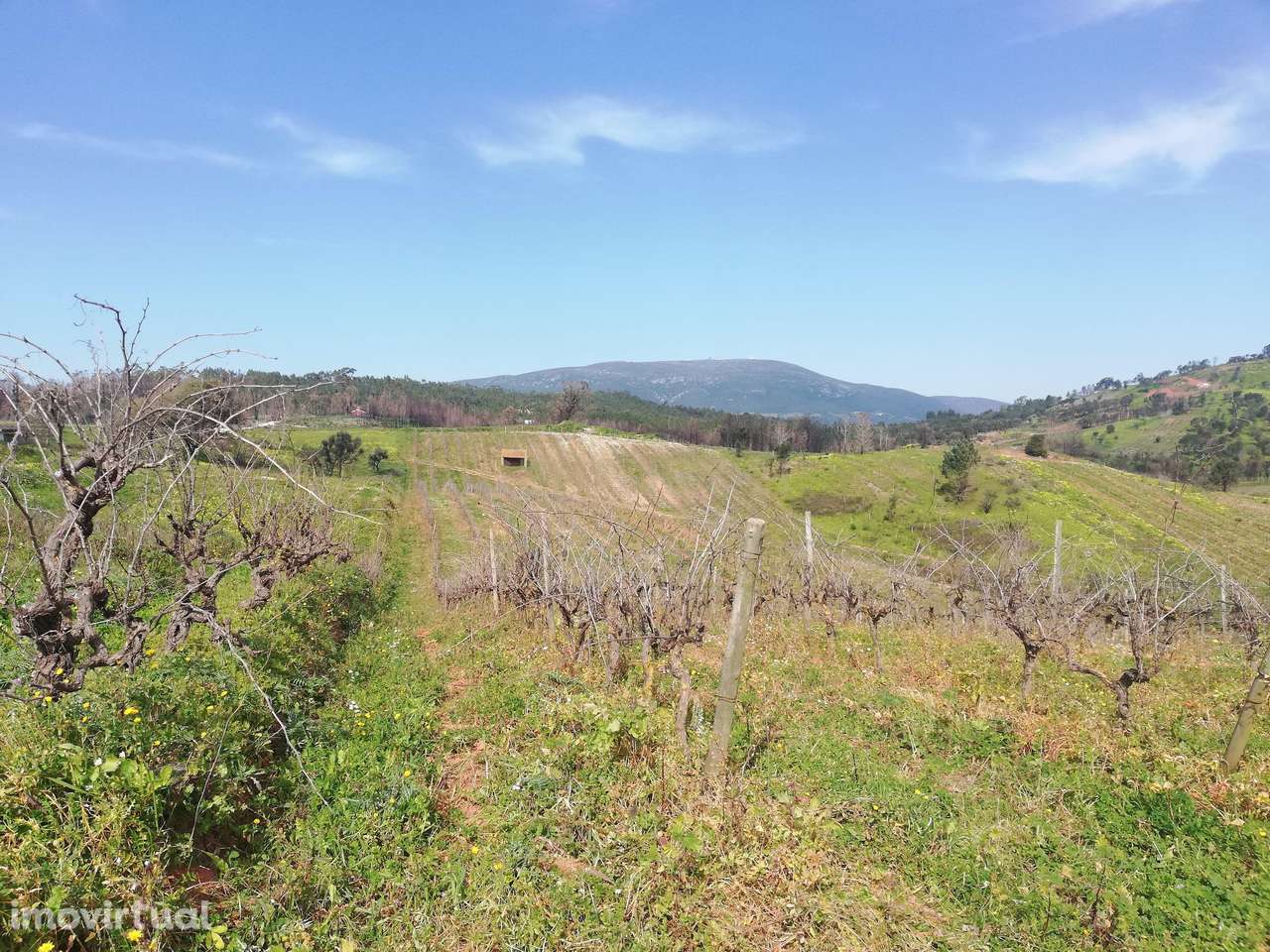 Terreno Rústico Meca - Alenquer - Grande imagem: 5/13