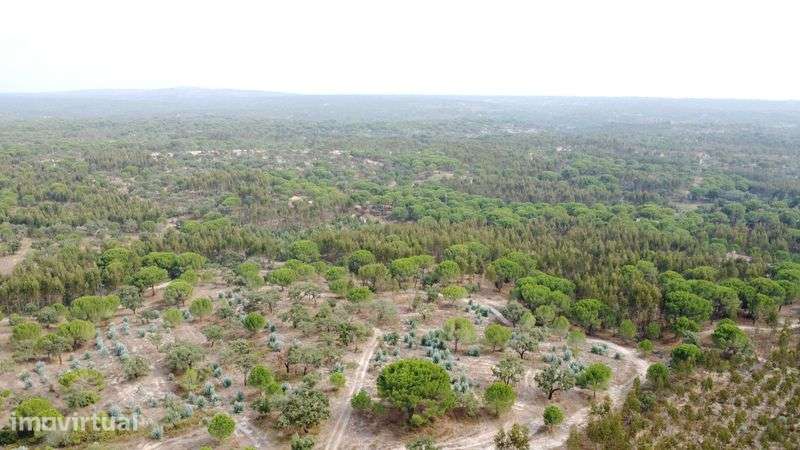 Herdade com 38 Hectares - Grande imagem: 5/12