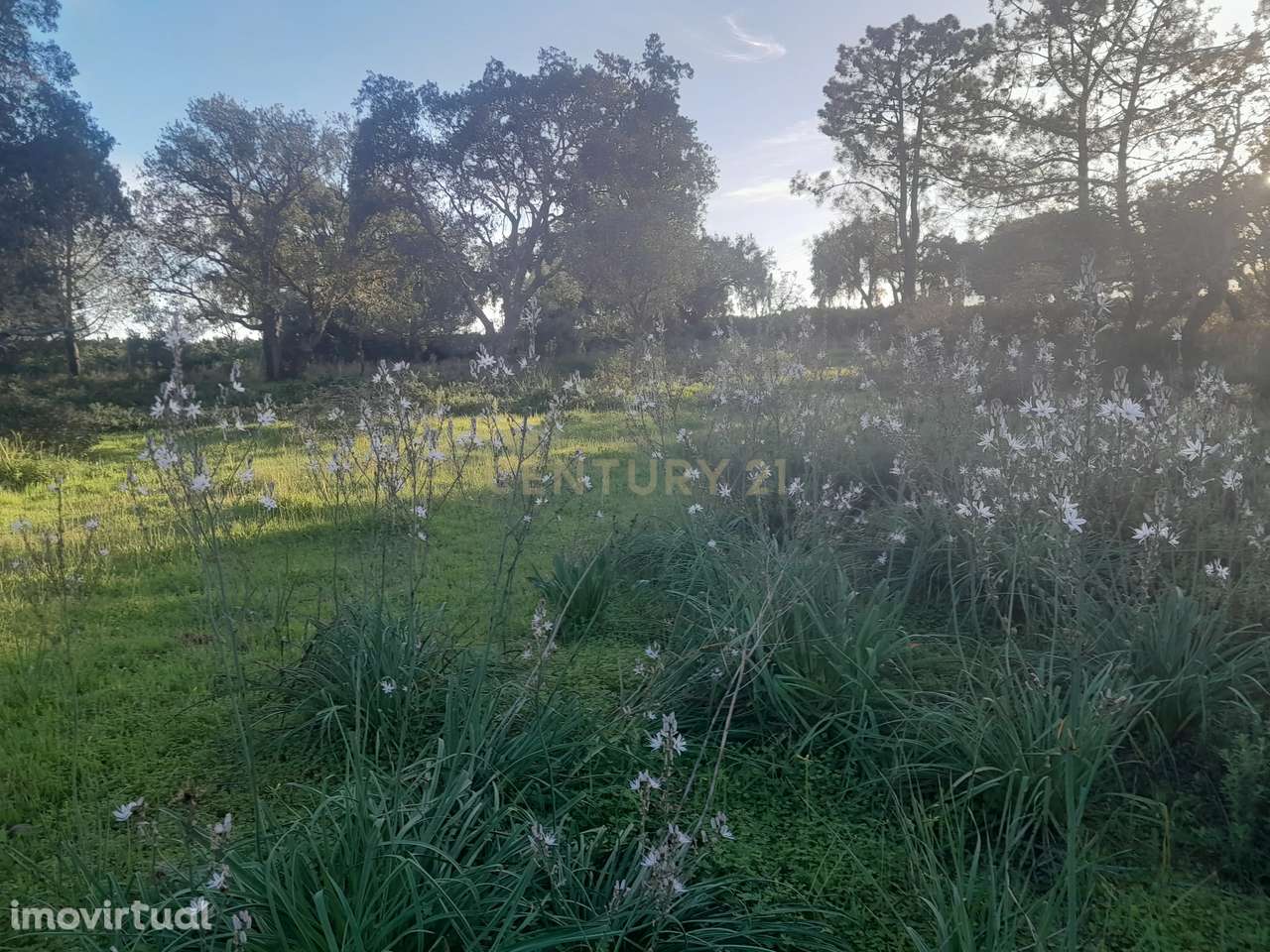 Terreno Zona Calma - Grande imagem: 3/21