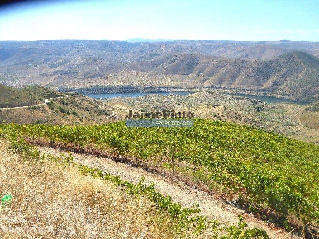Propriedade com 5.100 oliveiras, 52ha, Barca DAlva. Portugal, Douro... - Grande imagem: 3/9