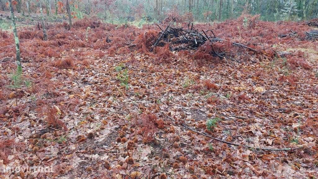 Terreno rústico - Agra, Rossas - Grande imagem: 5/9