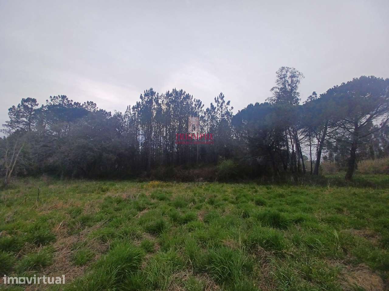 Terreno Rústico C/Poço 1.716m2 Amor Leiria - Grande imagem: 4/10