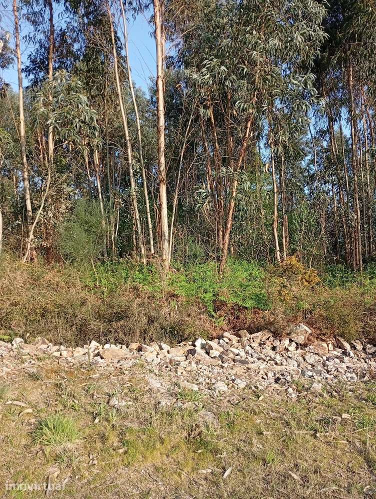 Terreno Rústico em Valongo com Vista Campestre - Grande imagem: 5/6