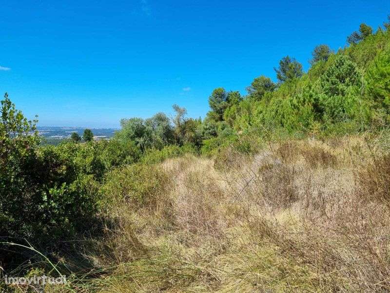 Terreno agricola e florestal - 2€/m2 - Grande imagem: 3/8