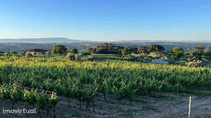 VENDE-SE Terreno rústico 9.230 m²  (vinha na REGIÃO DEMARCADA DO DÃO) - Grande imagem: 2/6