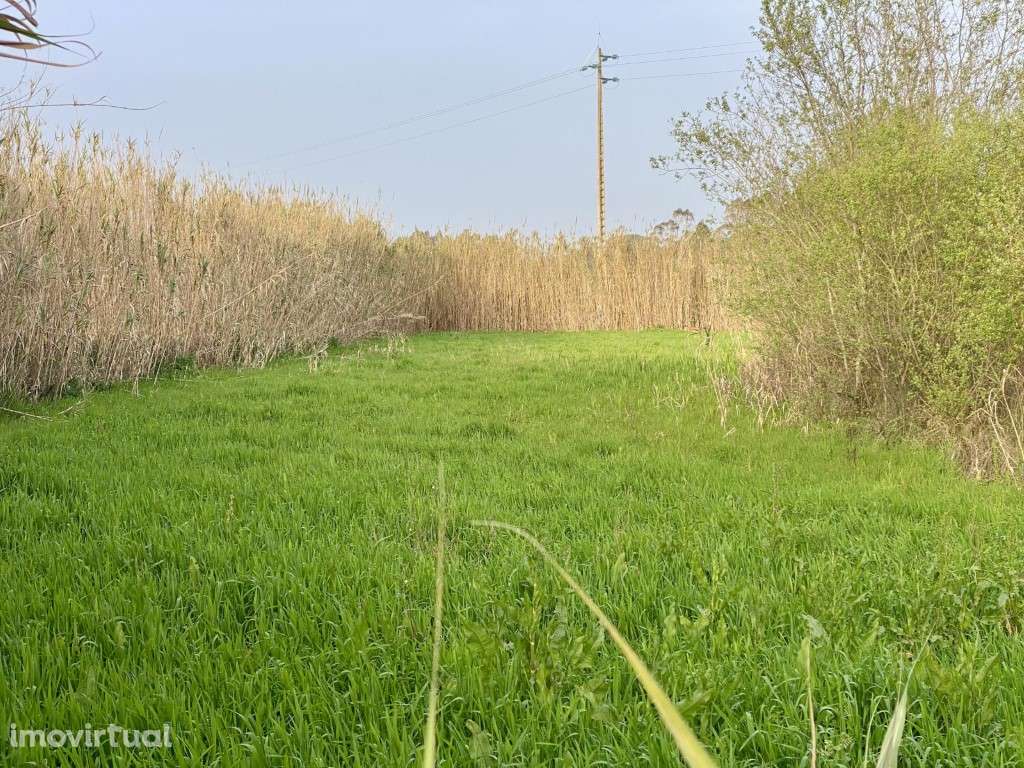 Terreno rustico à venda em Famalicão, Nazaré - Grande imagem: 5/6