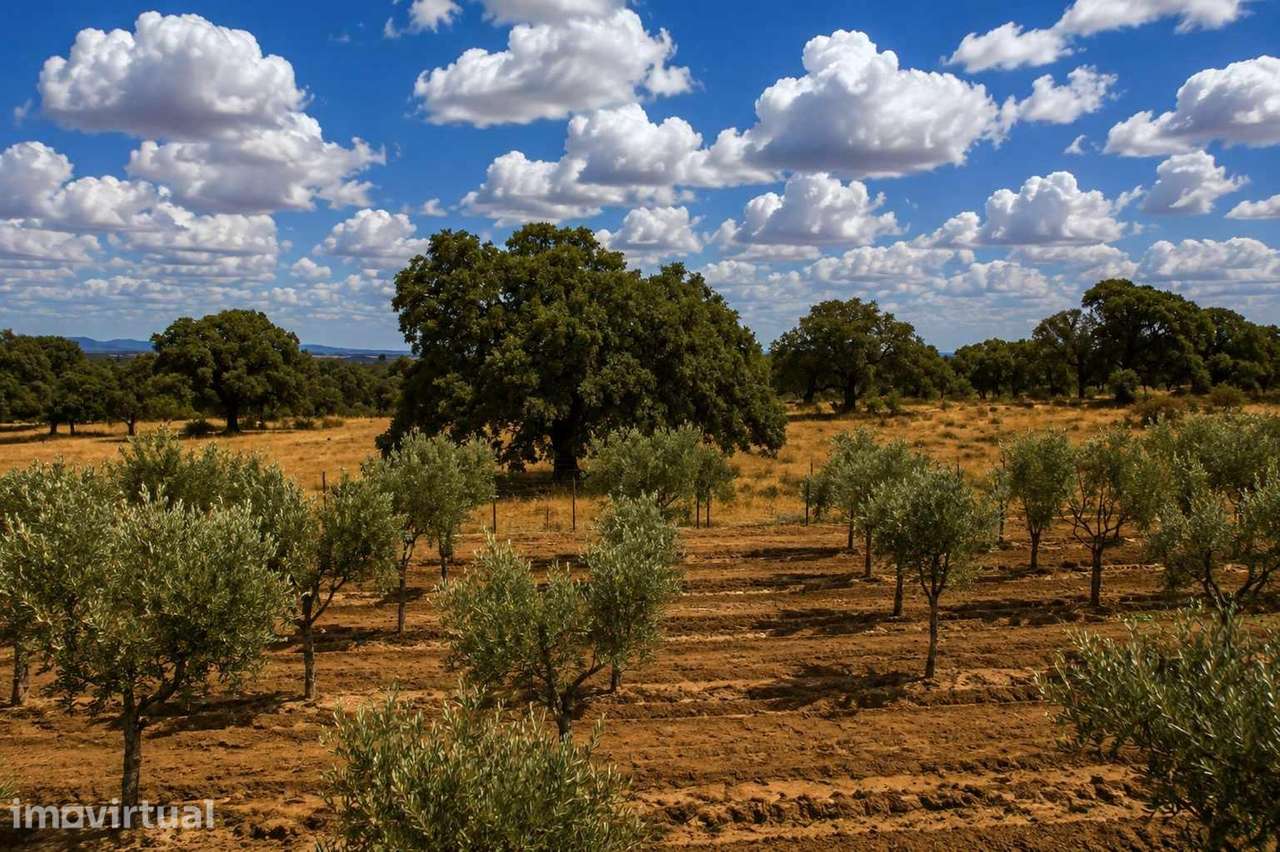 Terreno - Grande imagem: 4/8