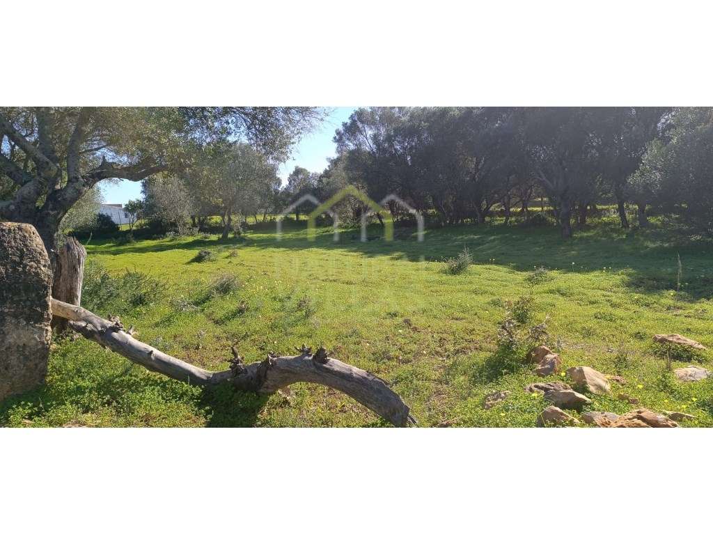 Terreno Rústico Plano em Quelfes, Olhão - Grande imagem: 4/5