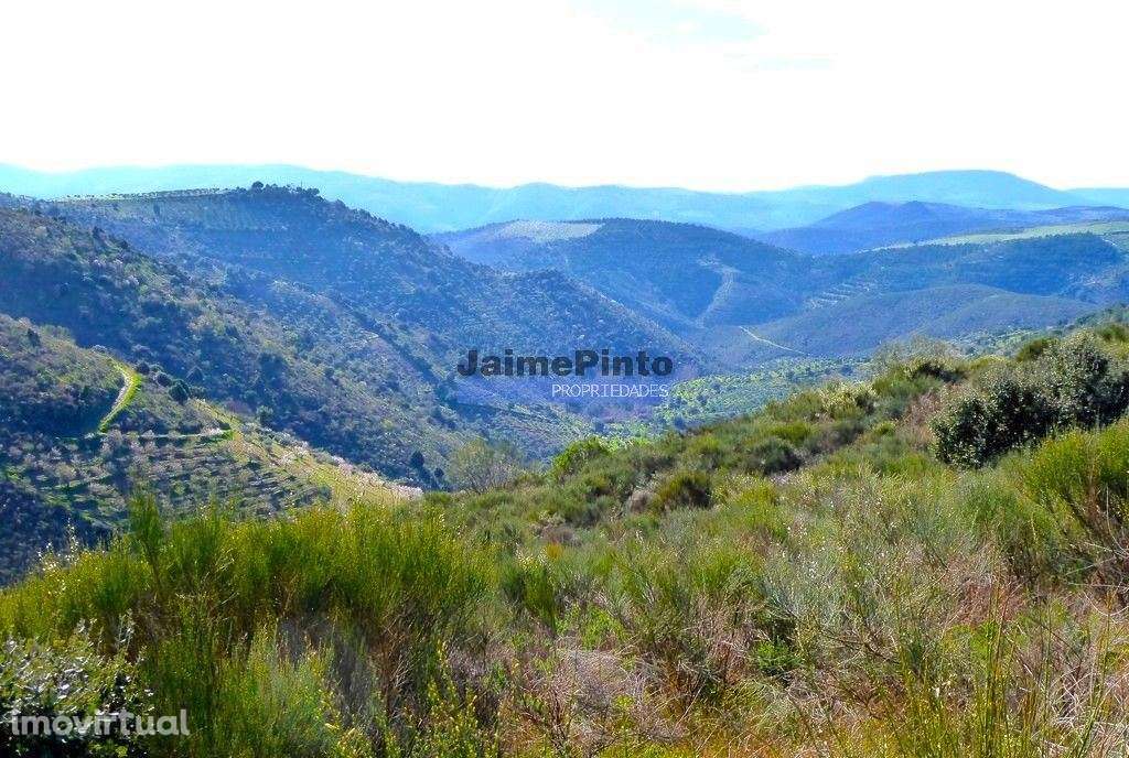 50.000m2 terra agrícola p/ Olival, Amendoal ou outras produções. Po... - Grande imagem: 2/9