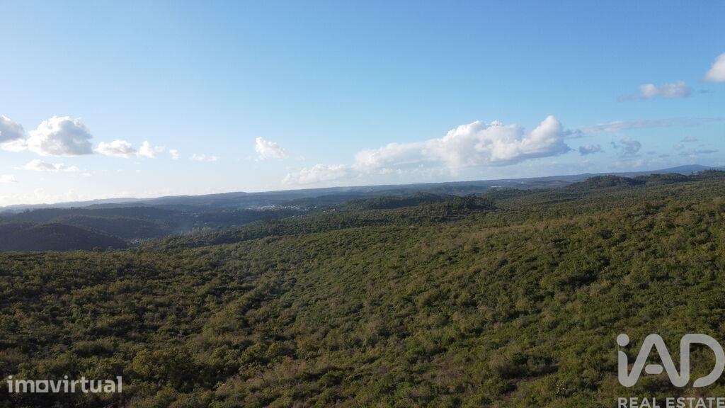 Terreno Agrícola em Freixianda, Ribeira do Fárrio e Formigais - Grande imagem: 3/39