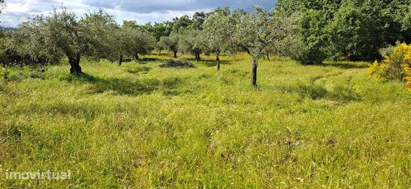 Terreno em Penamacor - Grande imagem: 2/12