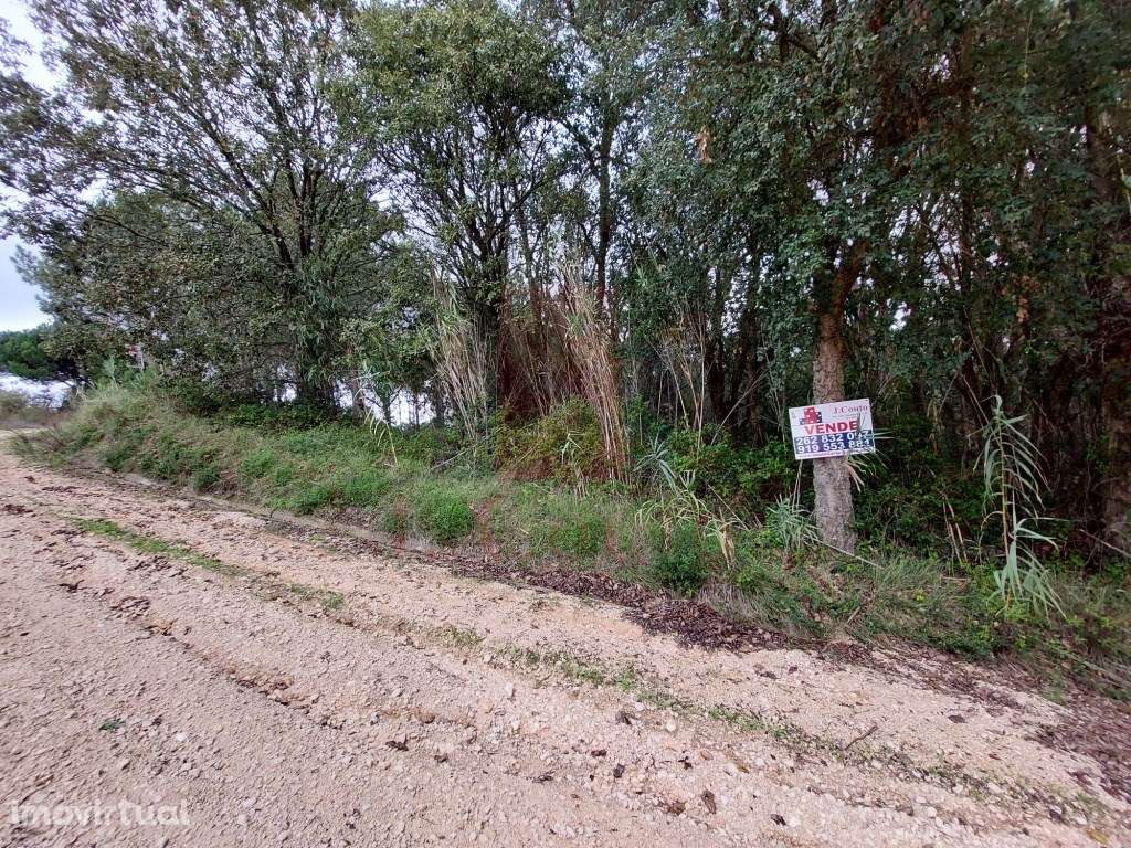 Terreno Rustico com vario tipos de árvores - Grande imagem: 5/11