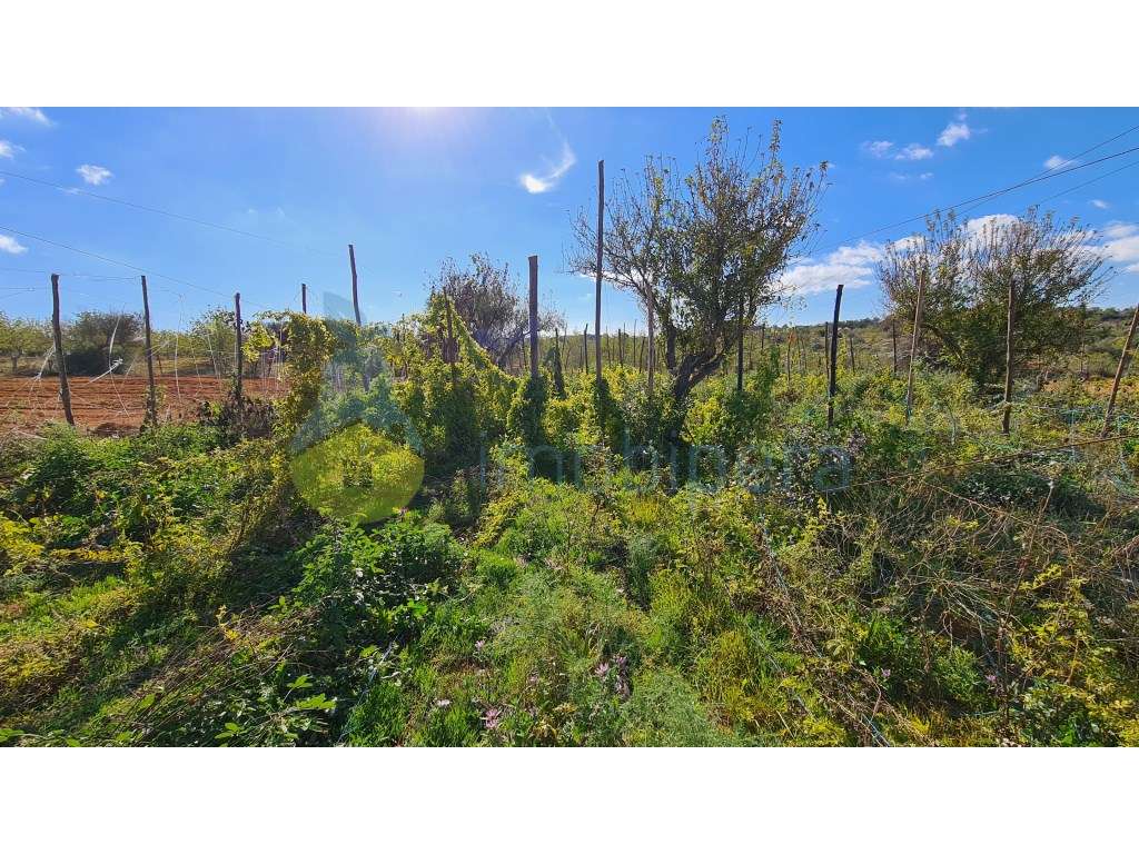 Terreno com 15600m2 em Albufeira, com 10 casinhas amovíveis e com f... - Grande imagem: 5/9