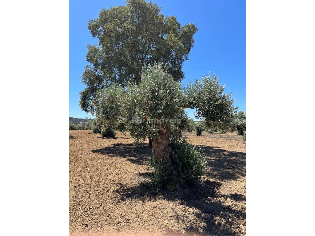 Terreno rústico com 4360 m2, situado em Paialvo, concelho de Tomar. - Grande imagem: 3/4