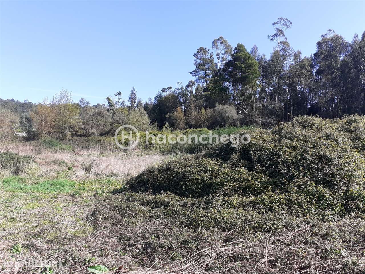 Terreno agricola Alvito São Pedro Barcelos - Grande imagem: 3/10