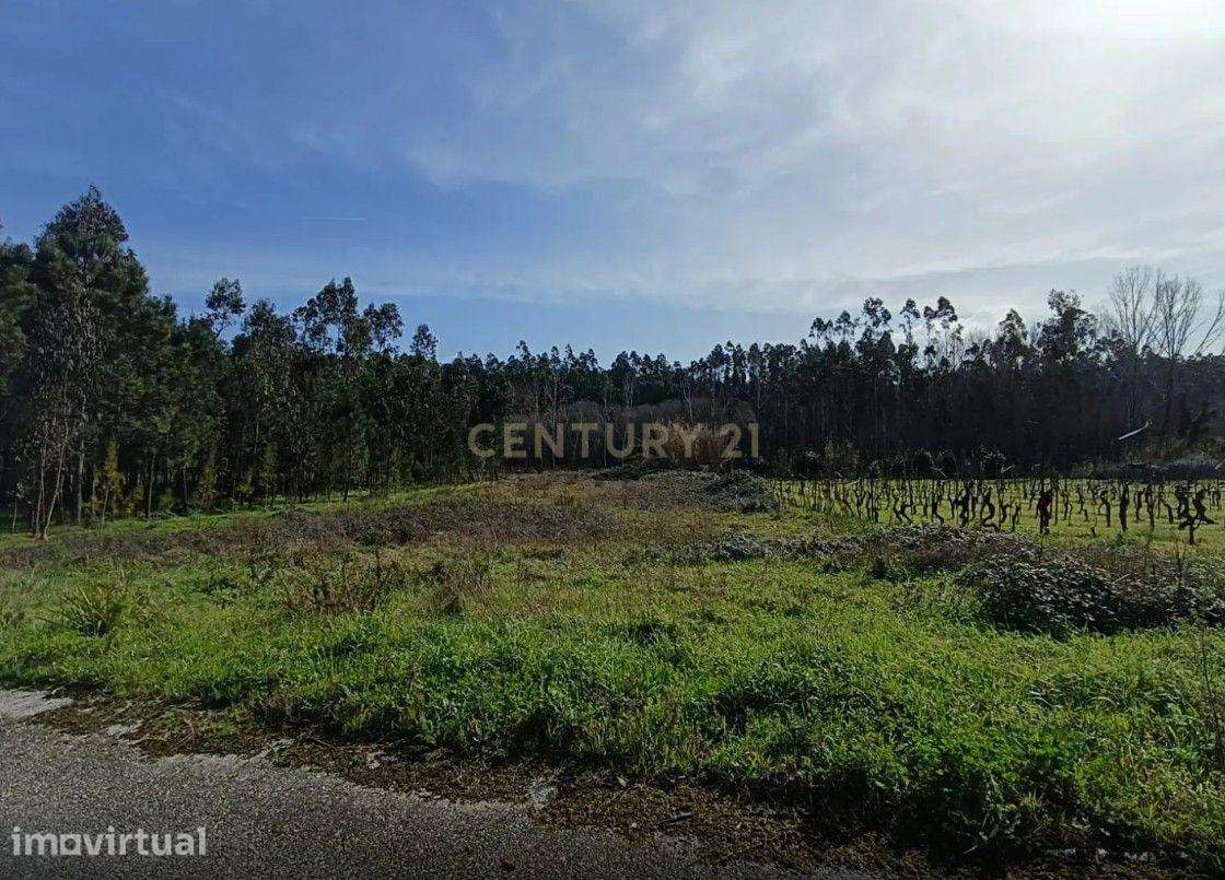 Terreno com viabilidade de construção - Grande imagem: 4/4