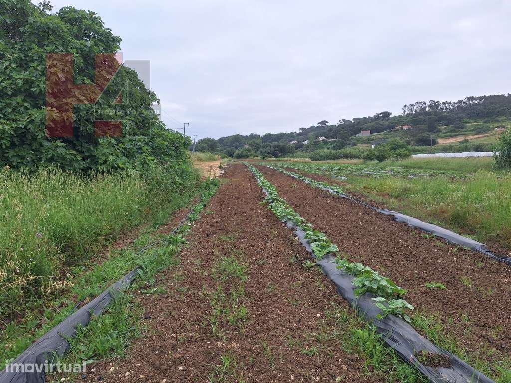 Terreno Rústico Plano com 15.560 m², 3 Poços e Eletricidade - Sapat... - Grande imagem: 3/12