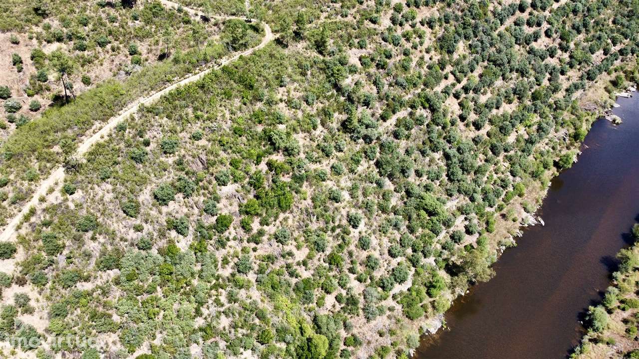 Terreno Rústico  Venda em Sarzedas,Castelo Branco - Grande imagem: 3/8