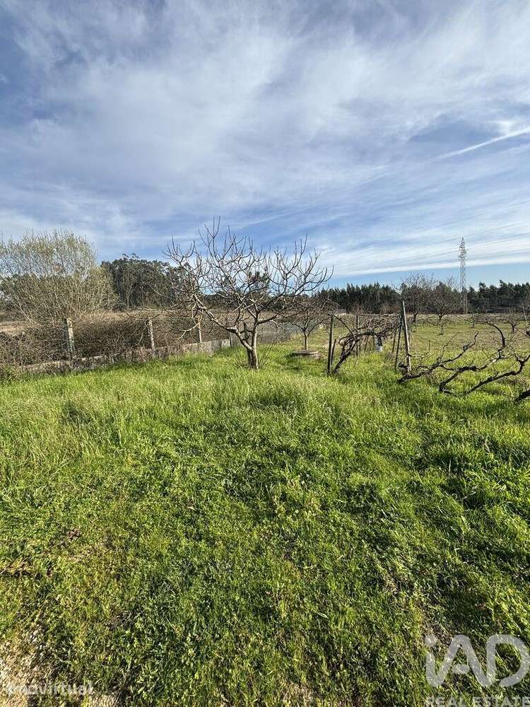 Terreno Agrícola em São Martinho do Bispo e Ribeira de Frades - Grande imagem: 4/18