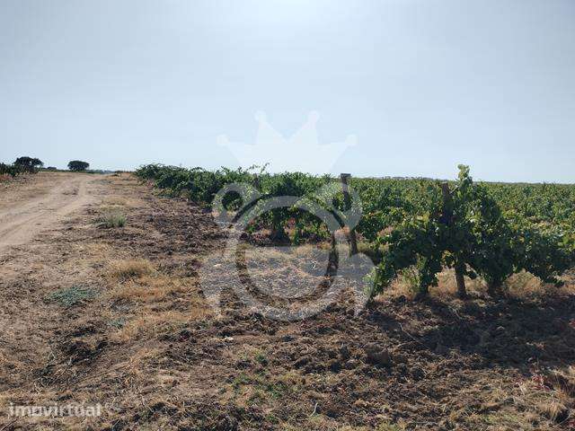 VINHA PARA VENDA 3,8 HA - Grande imagem: 2/6