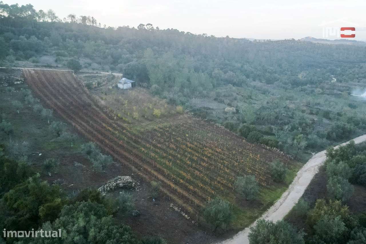 VINHA PARA ARRENDAR COM 1379 CEPAS VARIAS CASTAS EM SOBRAL/BAIRRO O... - Grande imagem: 2/14