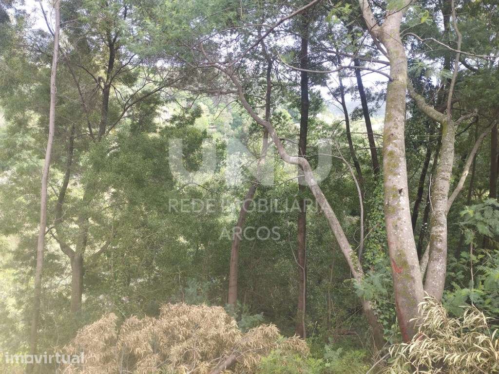 Monte/Mata com Vistas Desafogadas em Távora (São Vicente) - Grande imagem: 2/4