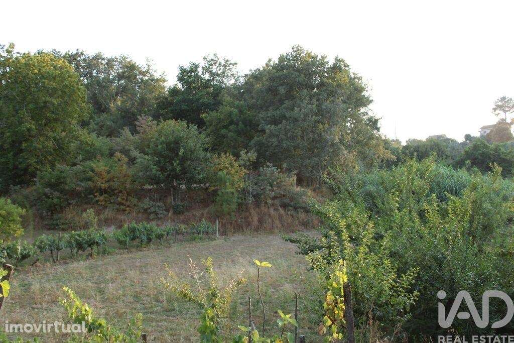 Terreno em Nogueira do Cravo - Grande imagem: 2/11