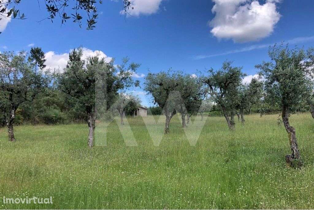 Terreno agrícola com Casa de arrumos para reconstrução | Bom acesso - Grande imagem: 5/11