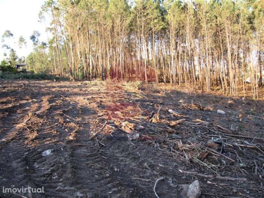 Terreno em floresta produção, Lanhas - Grande imagem: 5/12