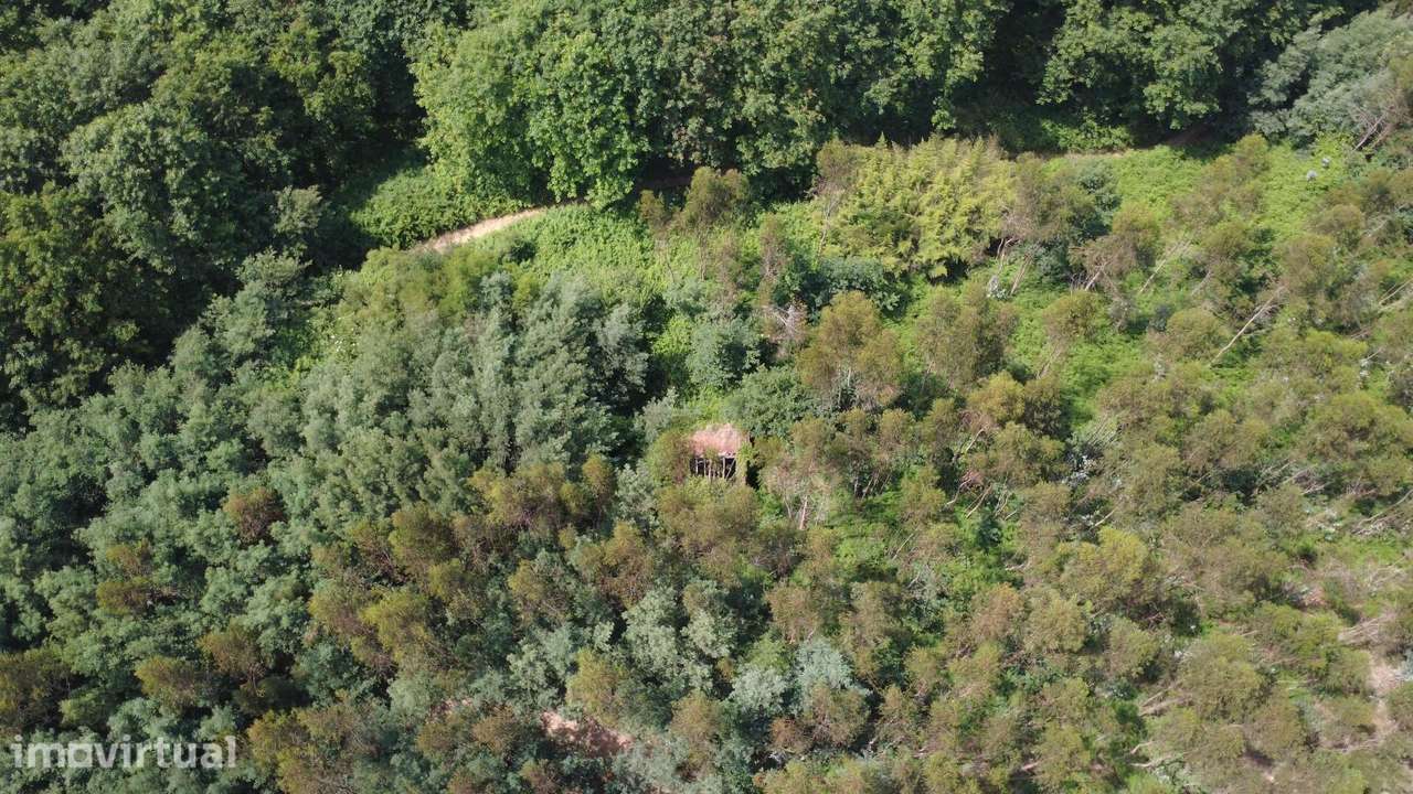 Propriedade mista com 53 hectares em Canedo, Santa Maria da Feira - Grande imagem: 3/16